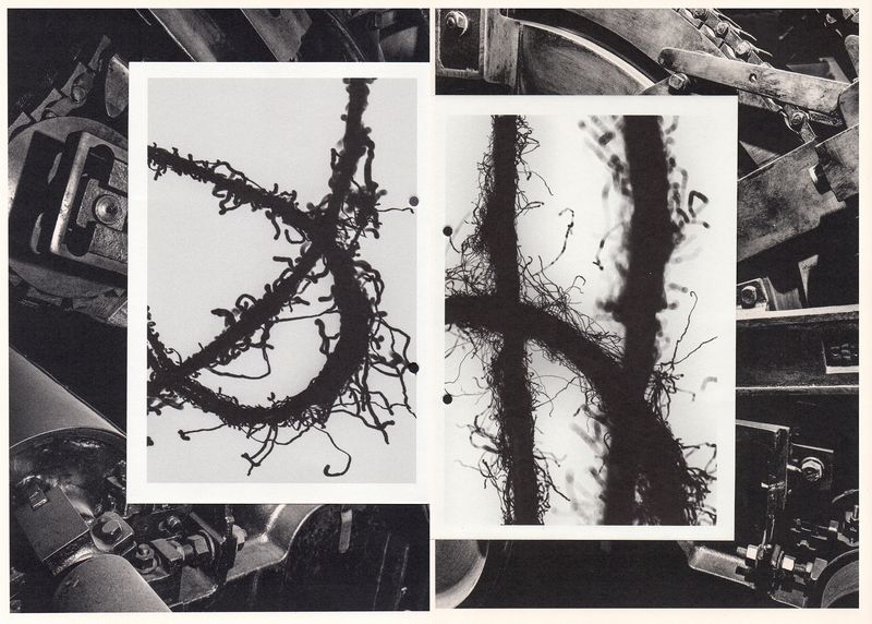 © Arnau Blanch Vilageliu - Image from the Perro que ladra no muerde photography project