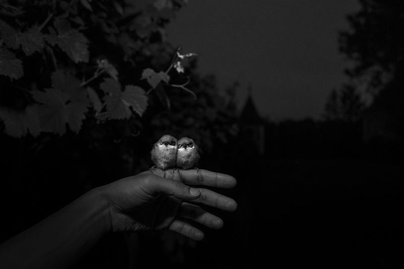 © Marylise Vigneau - They came and went