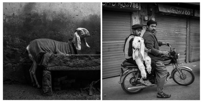 © Marylise Vigneau - Image from the AARZOO photography project