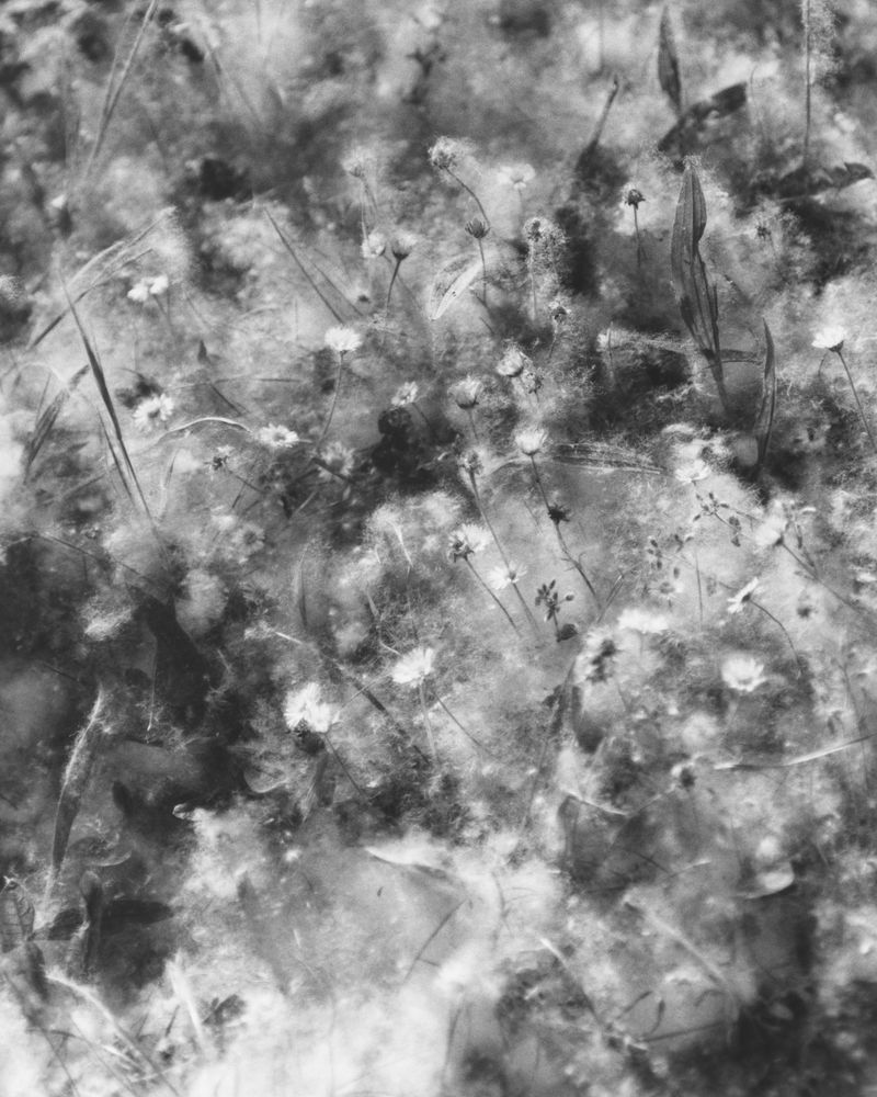 © Alexandre Silberman - Image from the NATURE photography project