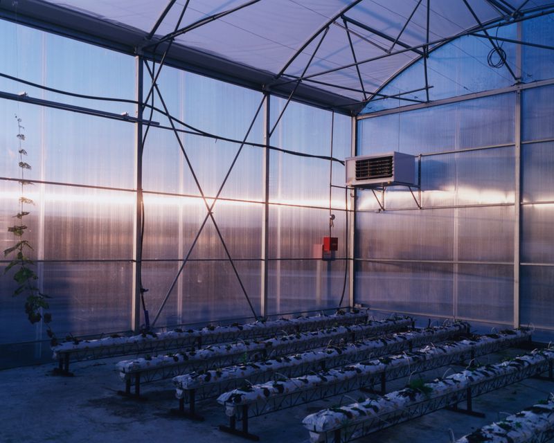 © Alexandre Silberman - Greenhouse // Gally farm - Saint-Denis // February 2020