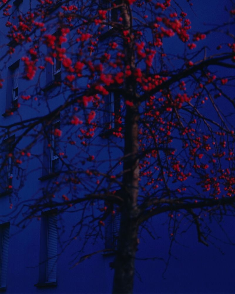 © Alexandre Silberman - The front tree // Aubervilliers // December 2019