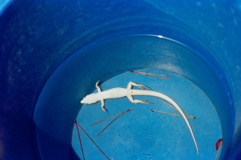 © Henry Roy - Image from the THE OTHER SIDE photography project