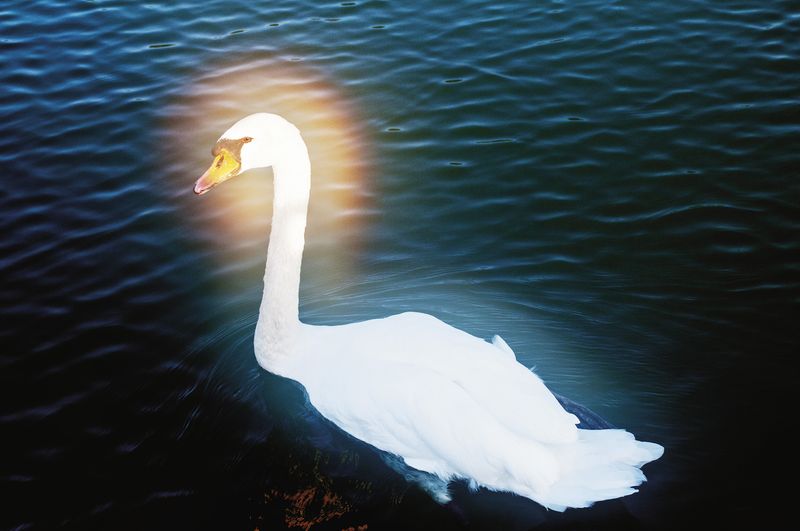 © Shannon Taggart - Image from the SÉANCE photography project