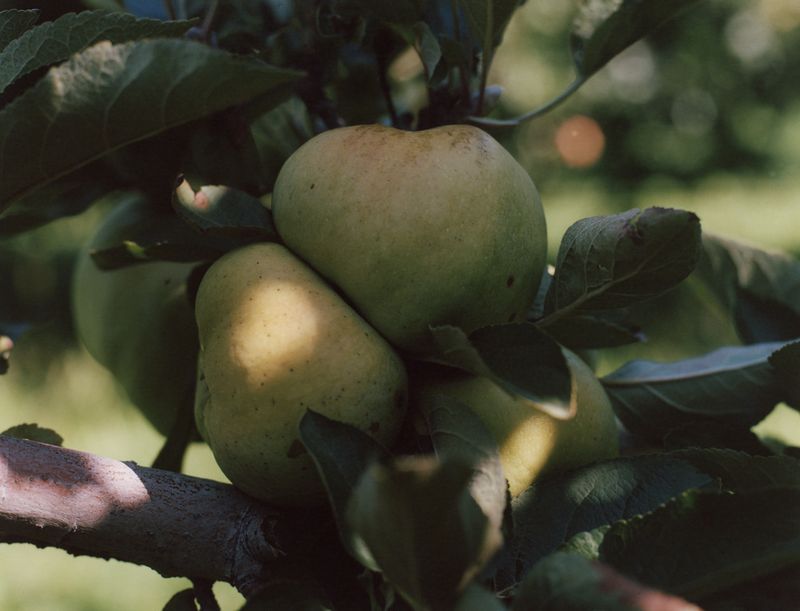 © Hailey Heaton - Image from the Hissyfit photography project