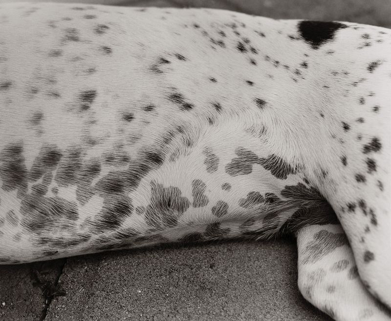 © Hailey Heaton - Image from the Hissyfit photography project