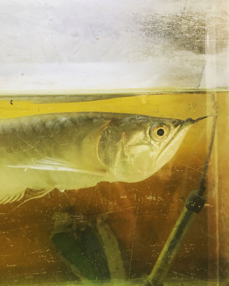 © Jaisingh Nageswaran - There is a fishtank in my home. Whenever I see the fish, I know I am looking at myself.