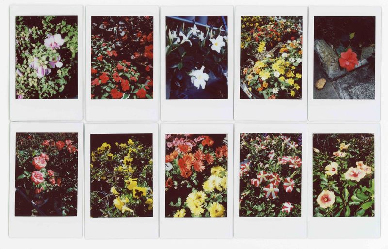 © RACHEL TREIDE - "A Minute Fraction of All the Flowers I've Ever Seen," photographs 121-130