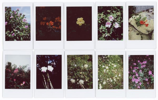 © RACHEL TREIDE - "A Minute Fraction of All the Flowers I've Ever Seen," photographs 1-10