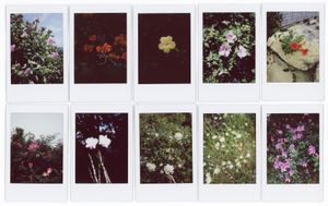 A Minute Fraction of All the Flowers I've Ever Seen