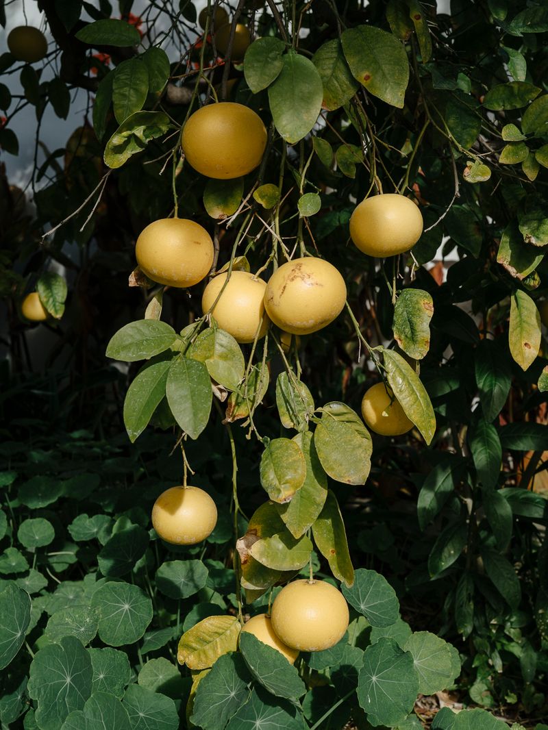 © Matthew Chan - Pomelos, Arcadia, California 2020