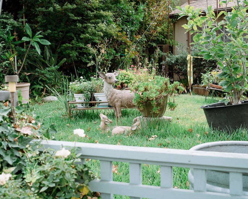 © Matthew Chan - Suburban Wildlife, San Marino, California 2019