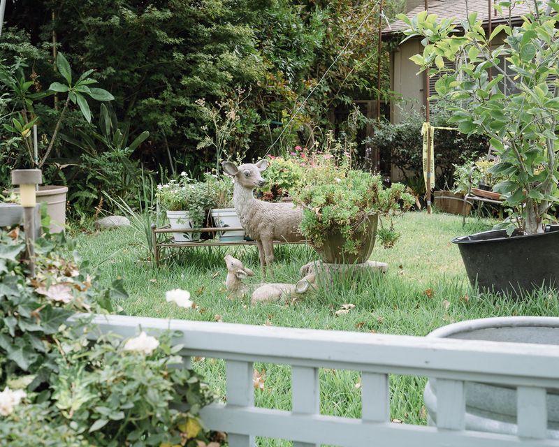 © Matthew Chan - Suburban Wildlife, San Marino, California 2019