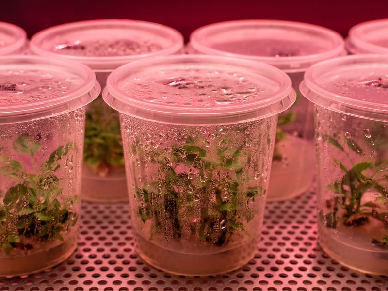 © Volker Crone - Sterile apple plants in a genetic laboratory.