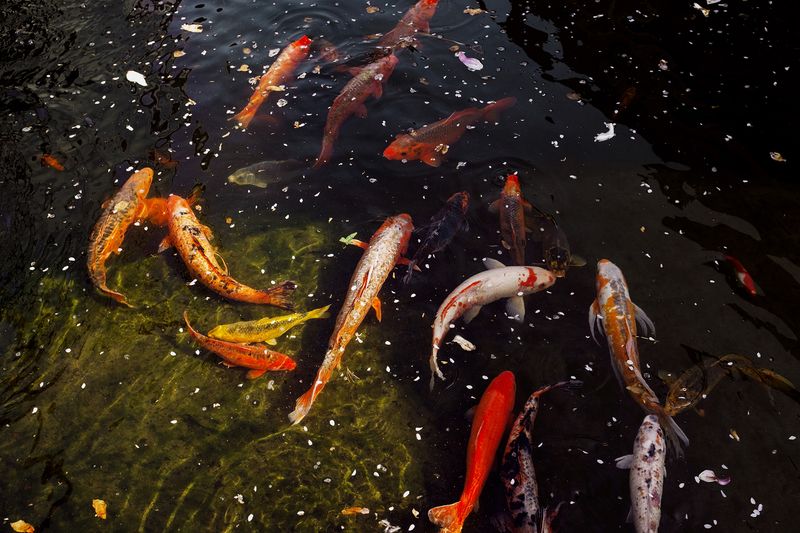 © Ariana Gomez - Image from the My Mother Speaks of Land as Memory photography project