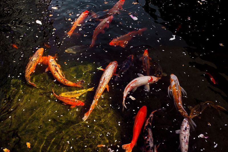 © Ariana Gomez - Image from the My Mother Speaks of Land as Memory photography project