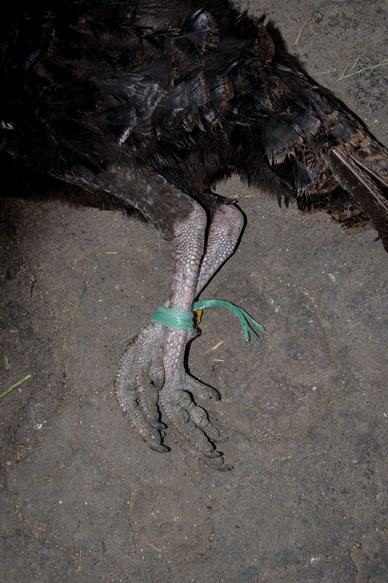 © Alejandra Orosco - Image from the No room for the weak photography project