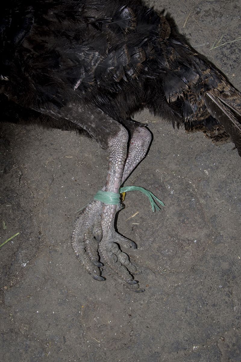 © Alejandra Orosco - Image from the No room for the weak photography project