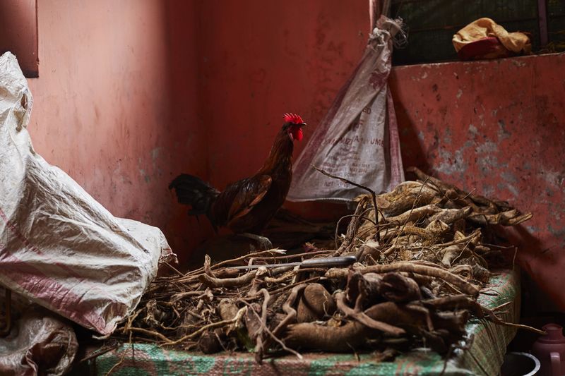 © Nicky Quamina-Woo - A rooster walks on top of roots used in traditional healing at BiMwanahija’s clinic