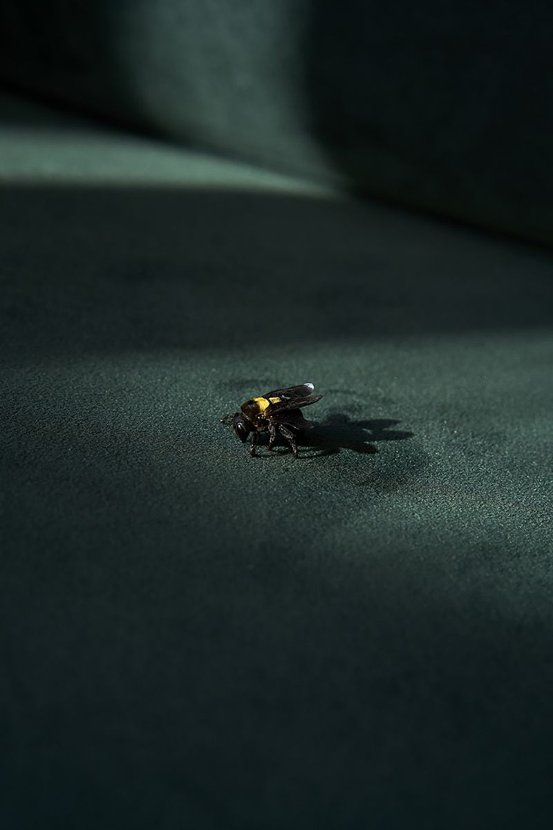 © Anke Loots - Image from the On Stillness photography project