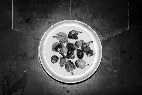 © Elena Helfrecht - The Source, 2020 | Leftovers from some of my grandfather's pigeons, which he had to slaughter.
