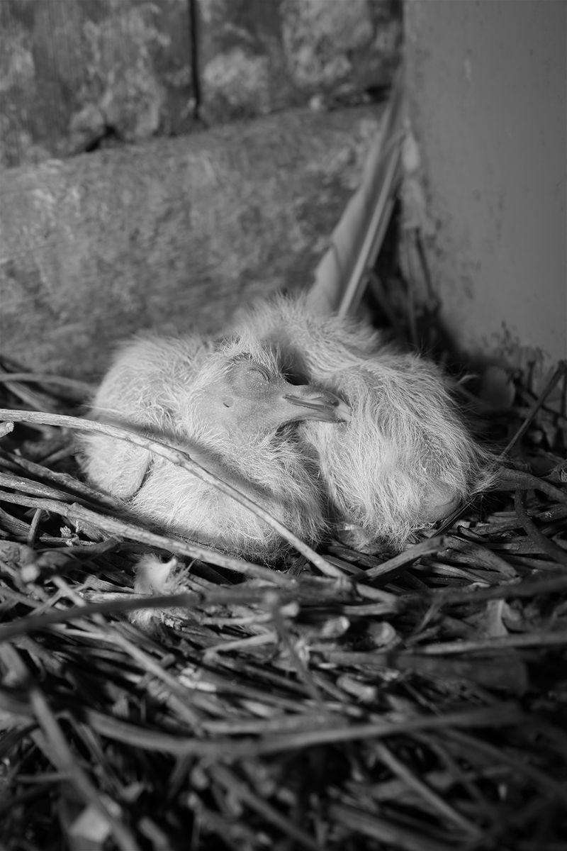 © Elena Helfrecht - The Unwanted, 2020