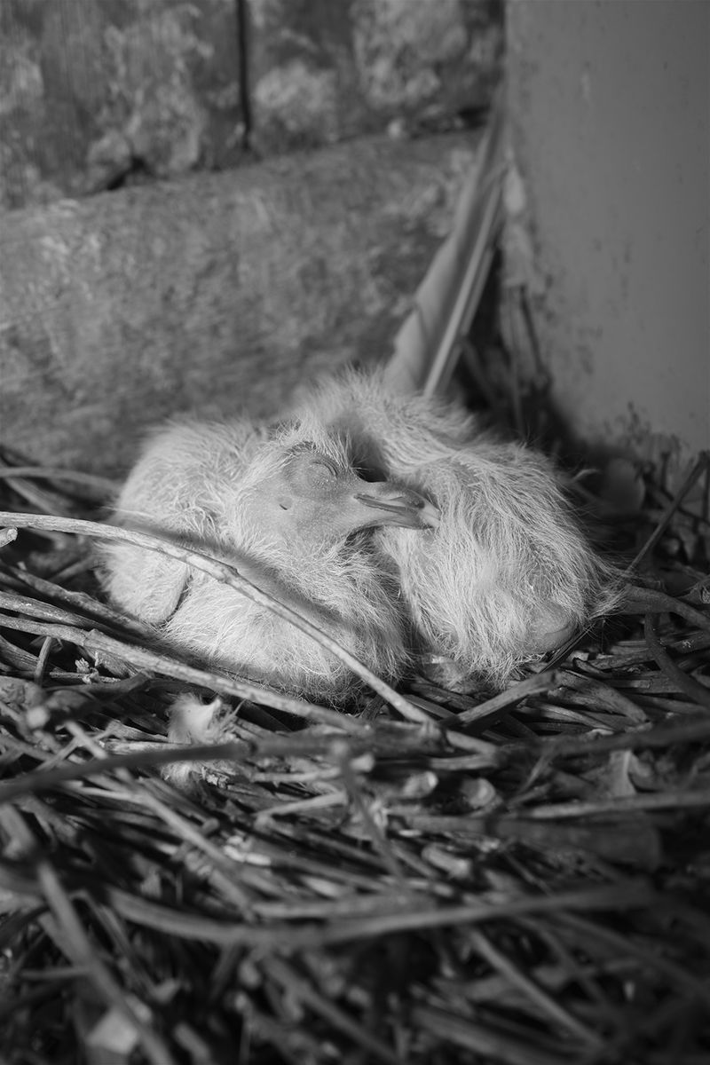 © Elena Helfrecht - The Unwanted, 2020