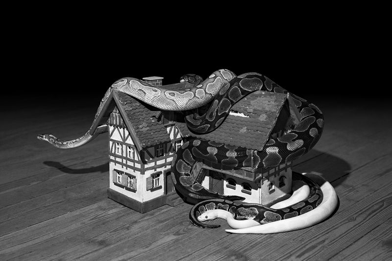 © Elena Helfrecht - The Spiral, 2019 | Four ball pythons around a hose from my grandfather's model-landscape.