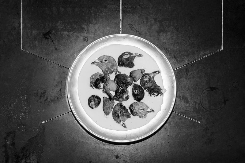 © Elena Helfrecht - The Source, 2020 | Leftovers from my grandfather's butchered pigeons.