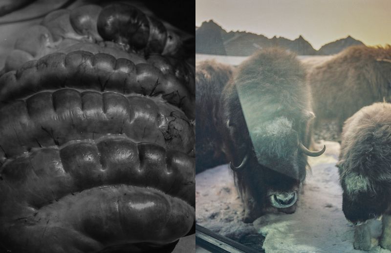 © Julia Mejnertsen - Zimbabwe (2019) and Zoological Museum, Copenhagen (2021)