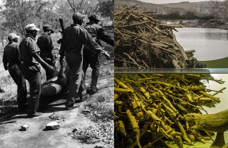 © Julia Mejnertsen - Zimbabwe (2019) and Zoological Museum, Copenhagen (2021)