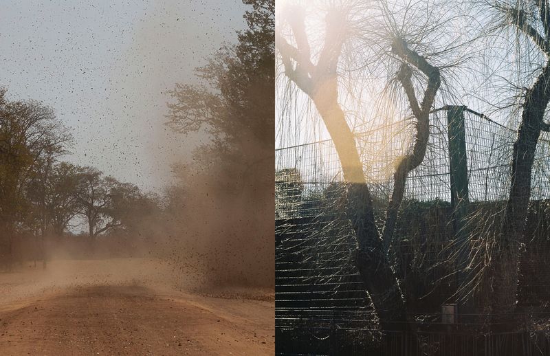 © Julia Mejnertsen - Zimbabwe (2014) and Copenhagen Zoo (2021)