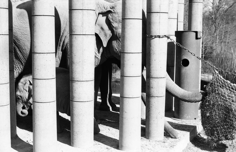 © Julia Mejnertsen - Copenhagen Zoo (2021)