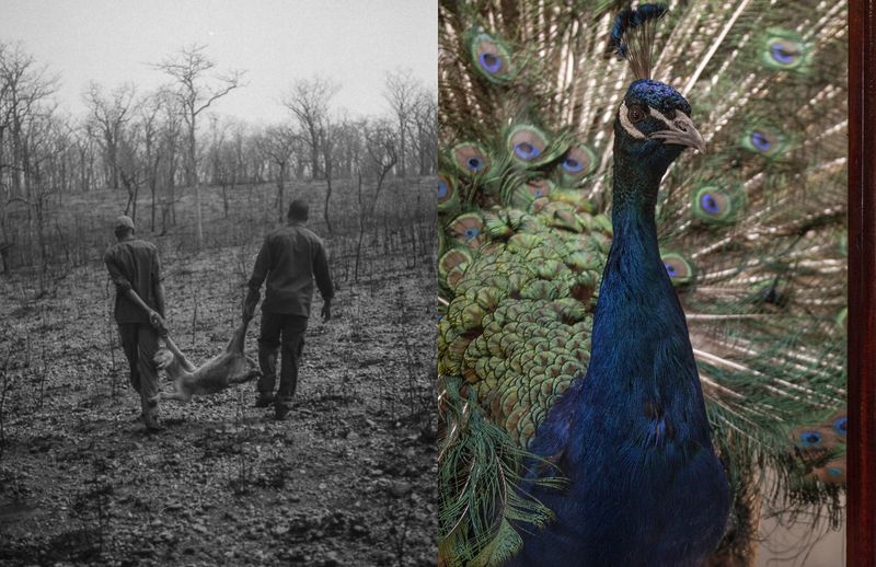 © Julia Mejnertsen - Hyena in Zambia (2018) and Zoological Museum, Copenhagen (2021)