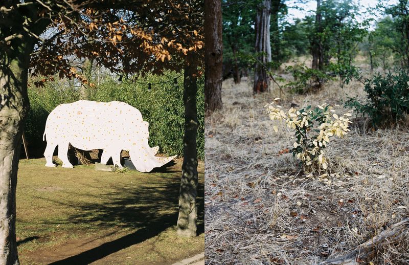 © Julia Mejnertsen - Copenhagen Zoo (2021) and Zimbabwe (2017)