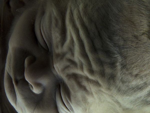 © Liza Ambrossio - Image from the The rage of devotion photography project