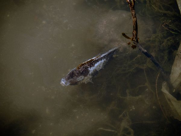 © Carol Iglesias Otero - It is in those same waters that I notice a dead fish, its body held in place by the dense algae surrounding it.
