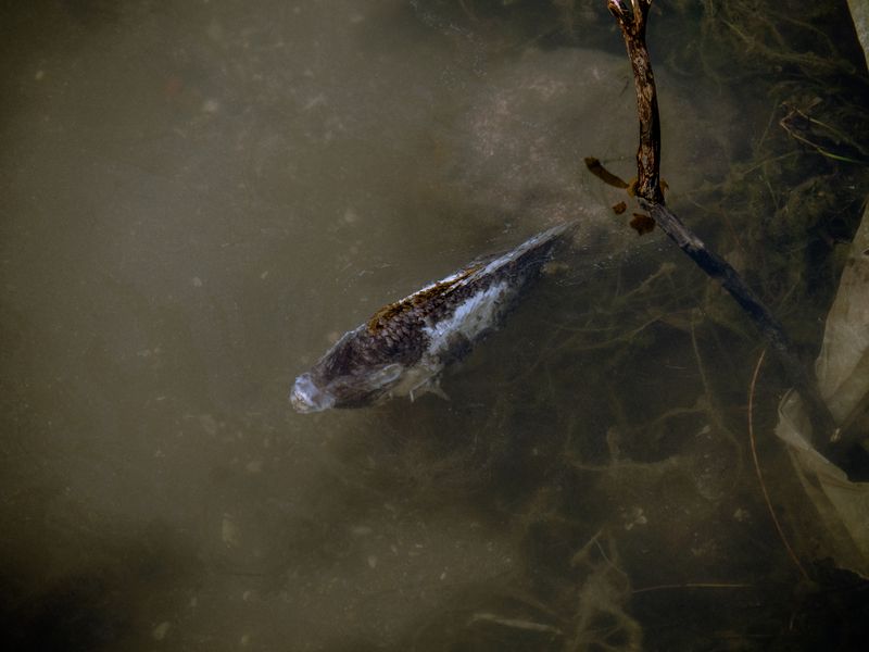 © Carol Iglesias Otero - It is in those same waters that I notice a dead fish, its body held in place by the dense algae surrounding it.