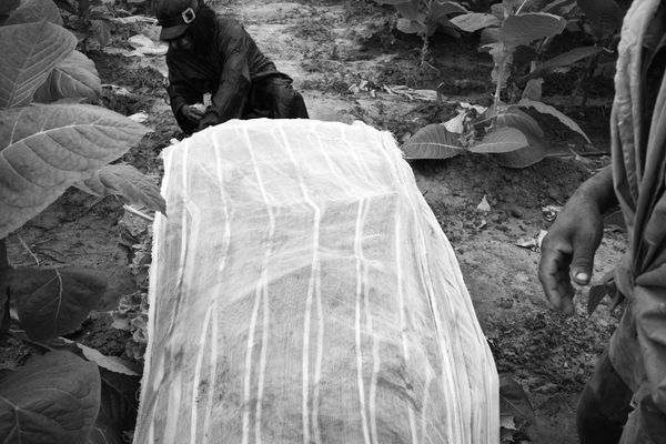 © Richard Andrew Sharum - Image from the TIERRA CUBA photography project