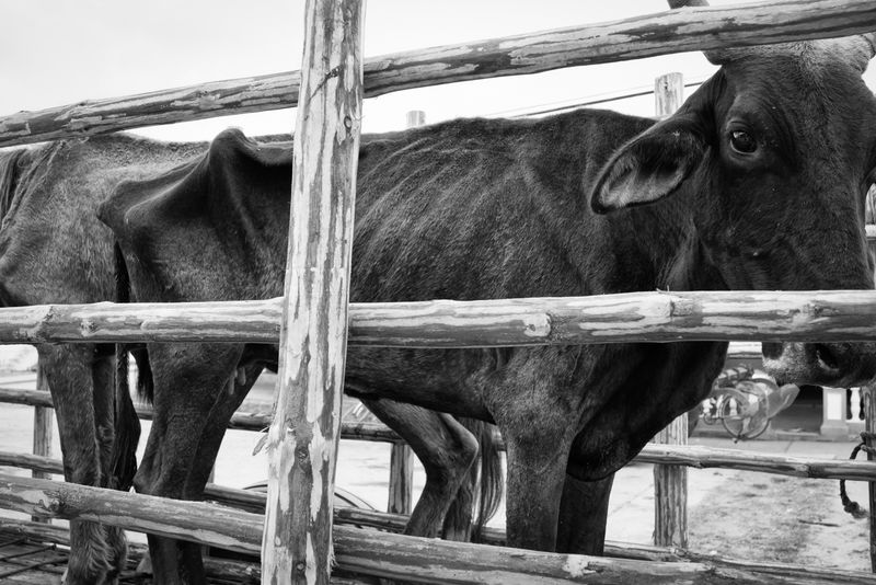 © Richard Andrew Sharum - Image from the TIERRA CUBA photography project