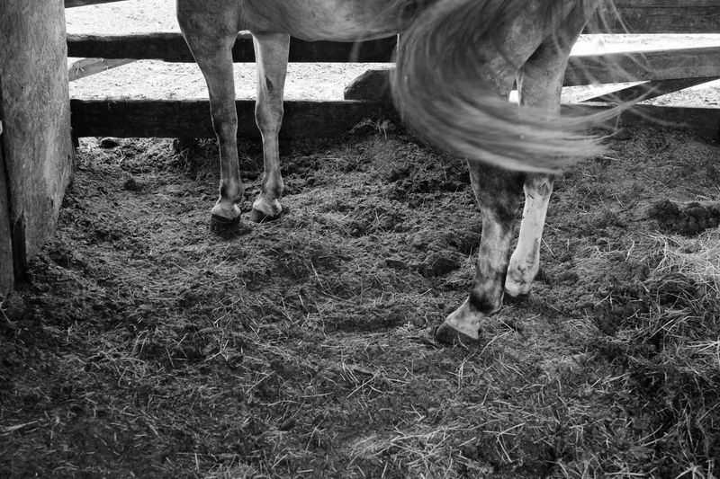 © Richard Andrew Sharum - Image from the THE CURIOUS CASE OF SANDBRANCH photography project