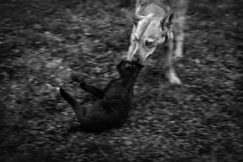 © Kuba Kaminski - Image from the The Whisperers photography project