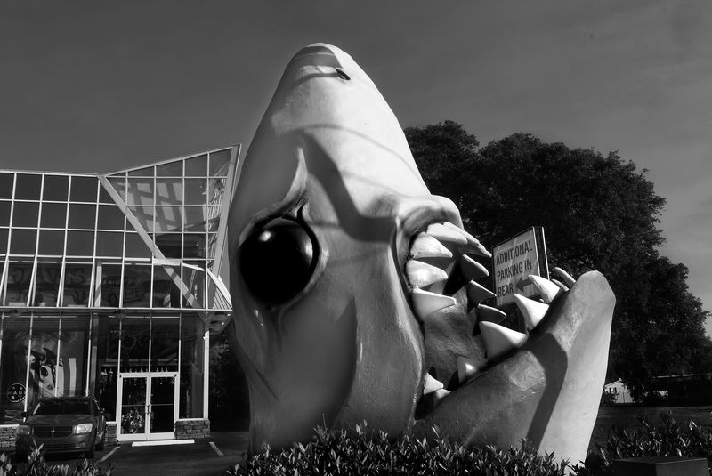 © Mary-Louise Miller - Shark. © ML Miller