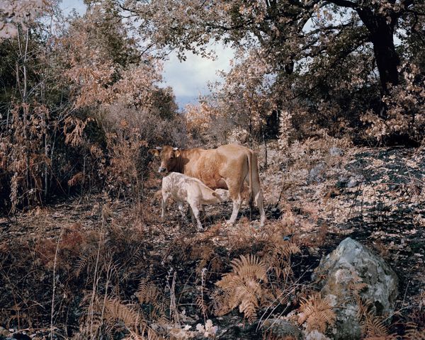 © Massimiliano Corteselli - Image from the Contrapasso photography project