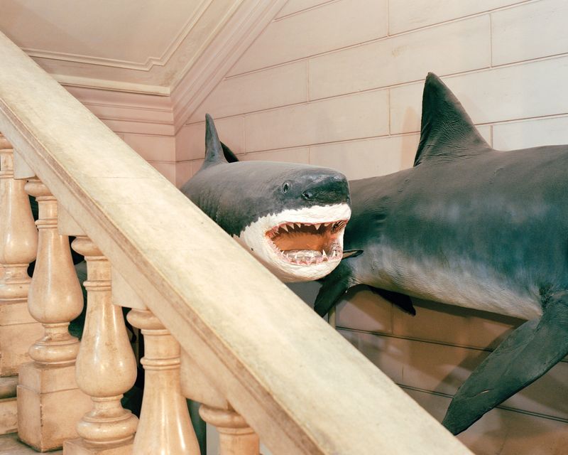 © Nicolò Rinaldi - (2024) Giacomo Doria Natural History Museum, Genoa.The great white shark, caught in the Gulf of Genoa in the early 1900s.