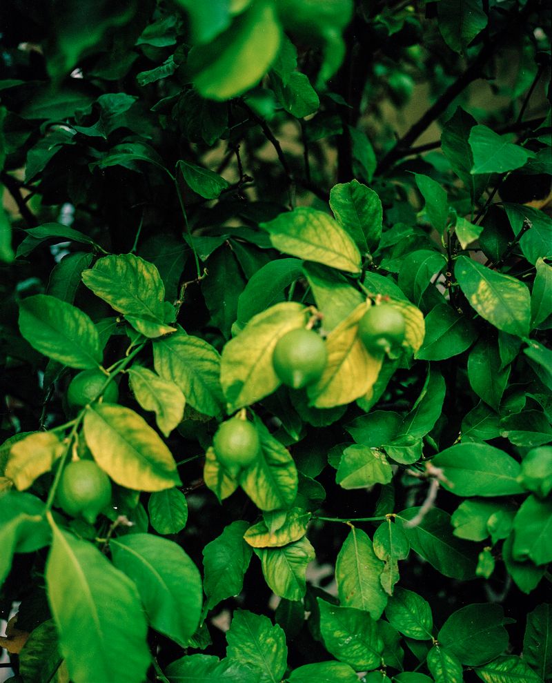 © Tim Rod - Where is Jaffa?