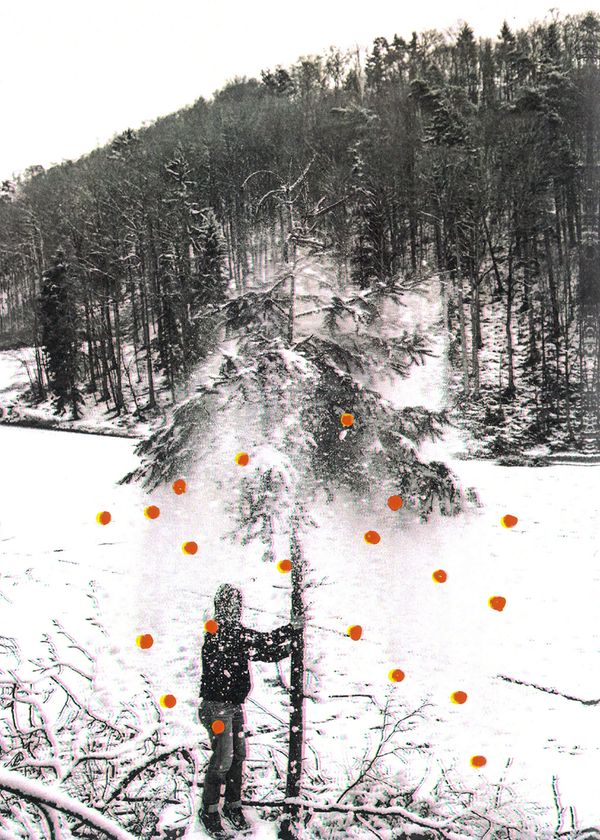 © Tim Rod - Where do oranges grow?