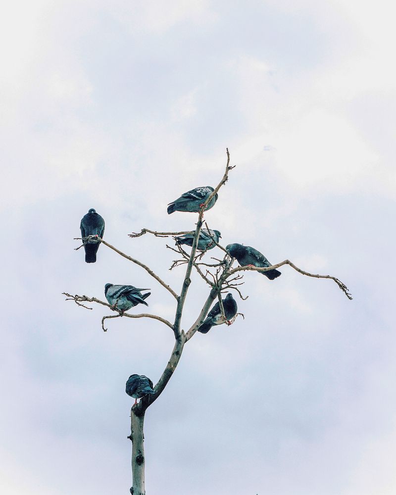 © Tim Rod - Family tree