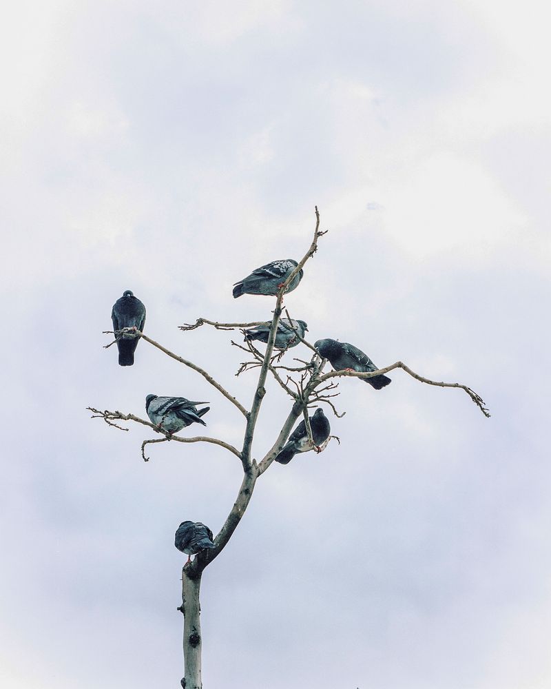 © Tim Rod - Family tree
