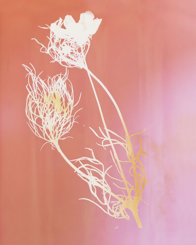 © Christelle Boulé - Image from the Botanica photography project